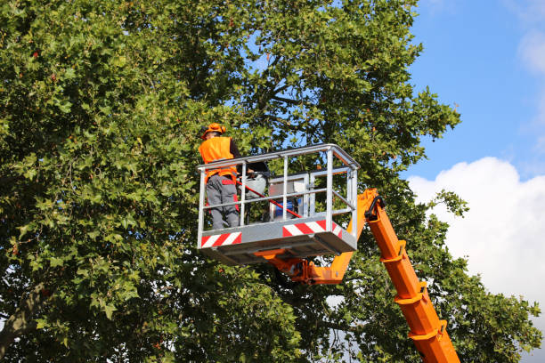 How Our Tree Care Process Works  in Cornwells Heights, PA